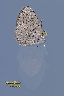 Apefly butterfly, Spalgis epeus  Apefly,Geotagged,Indonesia,Spalgis epeus,Summer