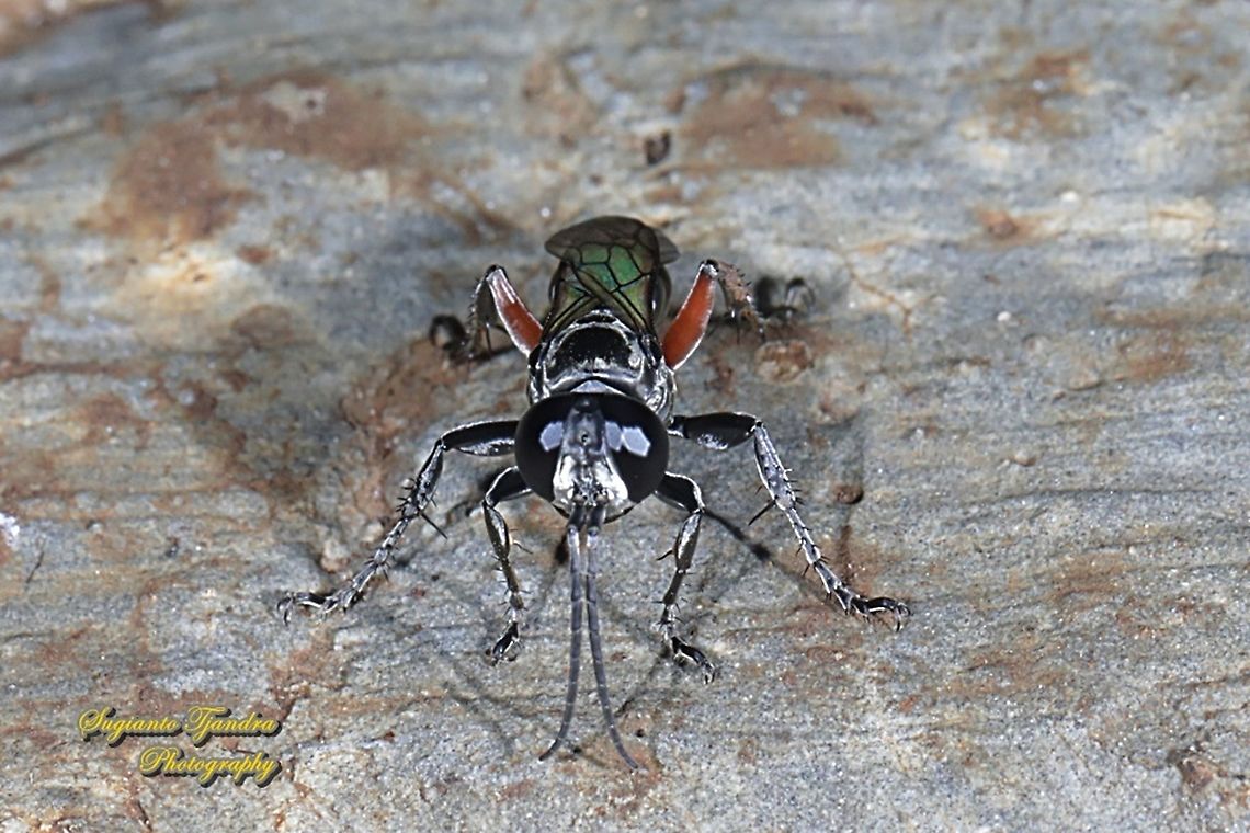 Larrine crabronid wasp, Liris subtesselatus  Geotagged,Indonesia,Liris subtesselatus,Summer