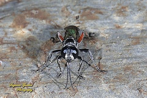Larrine crabronid wasp, Liris subtesselatus  Geotagged,Indonesia,Liris subtesselatus,Summer