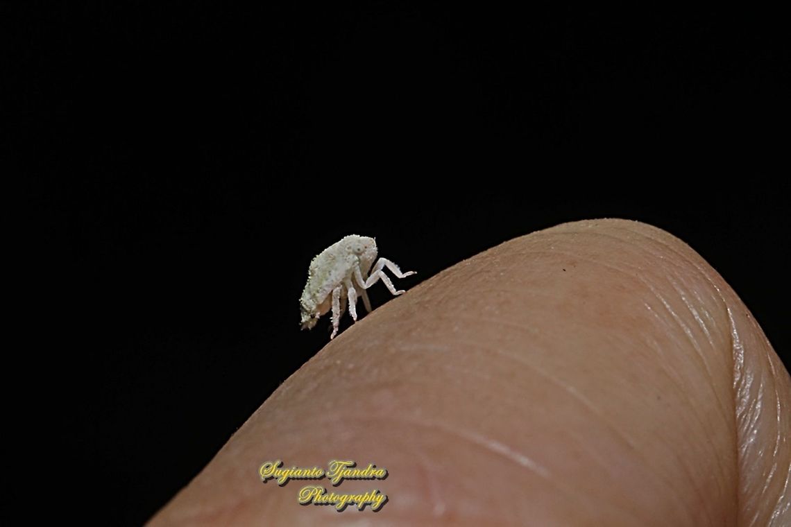 Leafhopper nymph  Geotagged,Indonesia,Summer