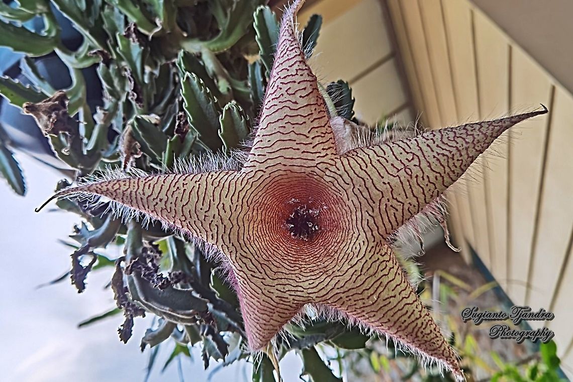 Starfish Cactus flower, Stapelia gigantea (Apocynaceae)  Fall,Geotagged,Indonesia,Stapelia gigantea,Zulu giant