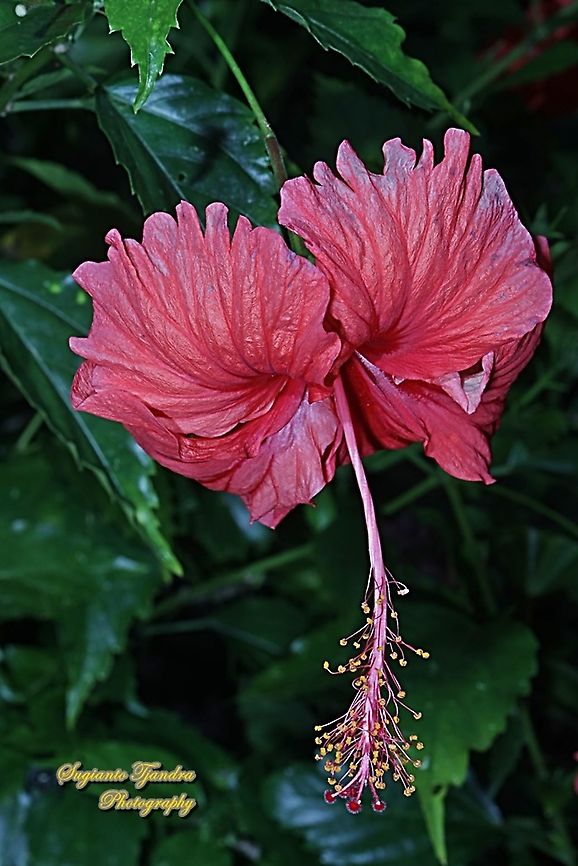 Hibiscus flower-red/Kembang Sepatu, Hibiscus rosa-sinensis  Chinese hibiscus,Geotagged,Hibiscus rosa-sinensis,Indonesia,Summer