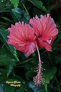 Hibiscus flower-red/Kembang Sepatu, Hibiscus rosa-sinensis  Chinese hibiscus,Geotagged,Hibiscus rosa-sinensis,Indonesia,Summer