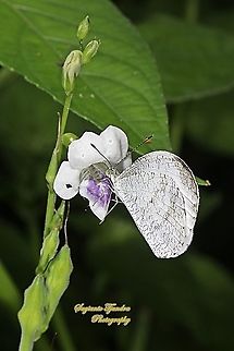 The psyche butterfly, Leptosia nina chlorographa, family Lepidoptera "sucking nectar on the Chinese Violet Weed flower, Asystasia gangetica"  Geotagged,Indonesia,Leptosia nina,Psyche,Summer
