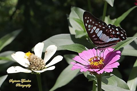 Common Jay (Graphium doson evemonides) "sucking nectar on  the Zinnia flower"  Common Jay,Geotagged,Graphium doson,Indonesia,Summer