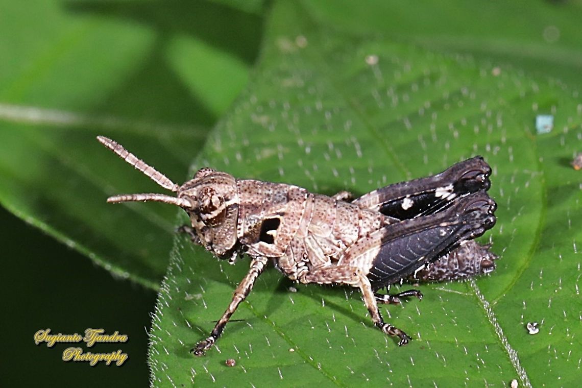 Nymph of Black Forest Grasshopper, Traulia azureipennis  Geotagged,Indonesia,Summer,Traulia azureipennis