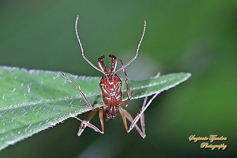 Trap-jaw ant, Odontomachus  Geotagged,Indonesia,Summer