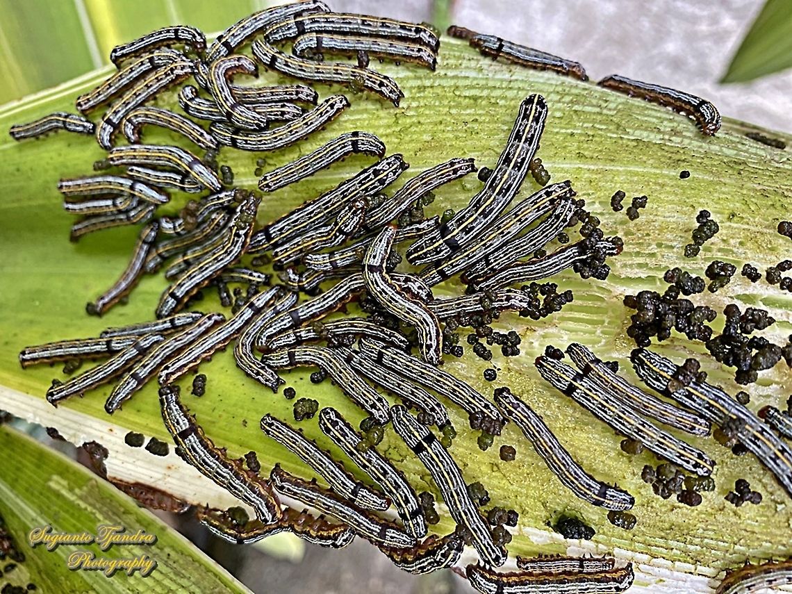 The lily caterpillars, Spodoptera picta  Fall,Geotagged,Indonesia,Lily caterpillar,Spodoptera picta