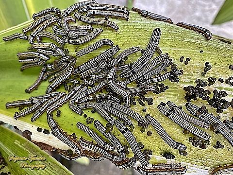 The lily caterpillars, Spodoptera picta  Fall,Geotagged,Indonesia,Lily caterpillar,Spodoptera picta