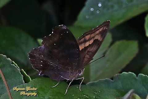 The Chocolate Pansy, Junonia Iphita - Lower side  Chocolate soldier,Geotagged,Indonesia,Junonia iphita,Summer