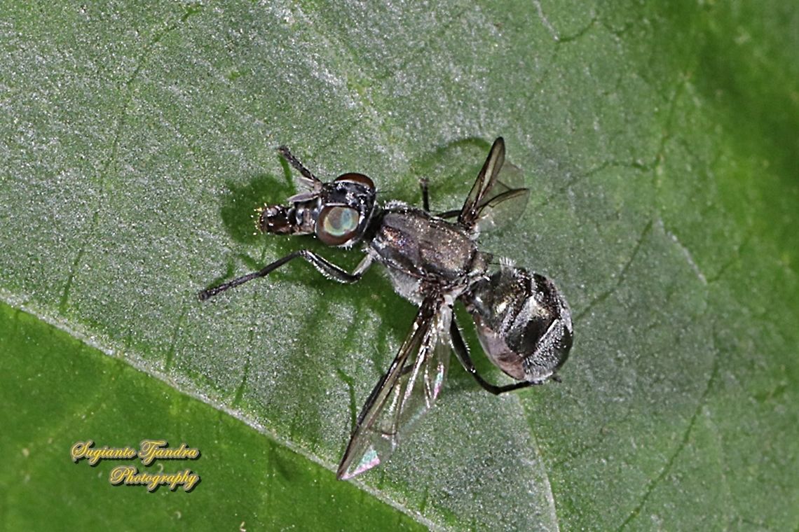 Platystomatidae, Plagiostenopterina sp  Fall,Geotagged,Indonesia