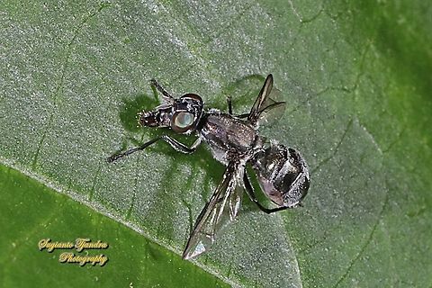 Platystomatidae, Plagiostenopterina sp  Fall,Geotagged,Indonesia
