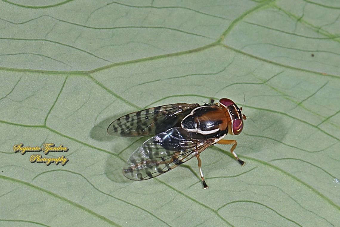 Signal Fly, Scholastes cinctus, family Platystomatidae  Fall,Geotagged,Indonesia,Scholastes cinctus