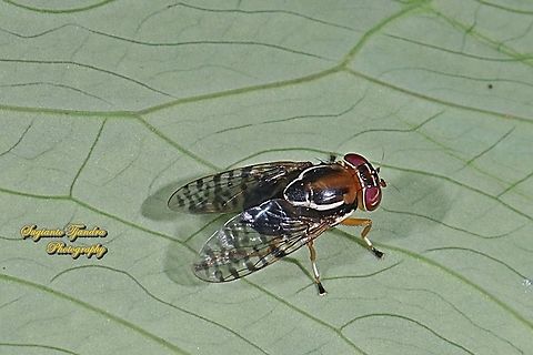 Signal Fly, Scholastes cinctus, family Platystomatidae  Fall,Geotagged,Indonesia,Scholastes cinctus