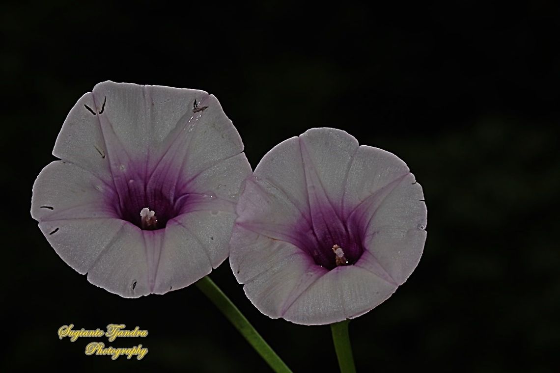Sweet potato flower, Ipomoea batatas  Fall,Geotagged,Indonesia,Ipomoea batatas,Sweet potato