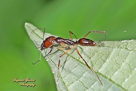 Trap-jaw ant, Odontomachus  Geotagged,Indonesia,Summer