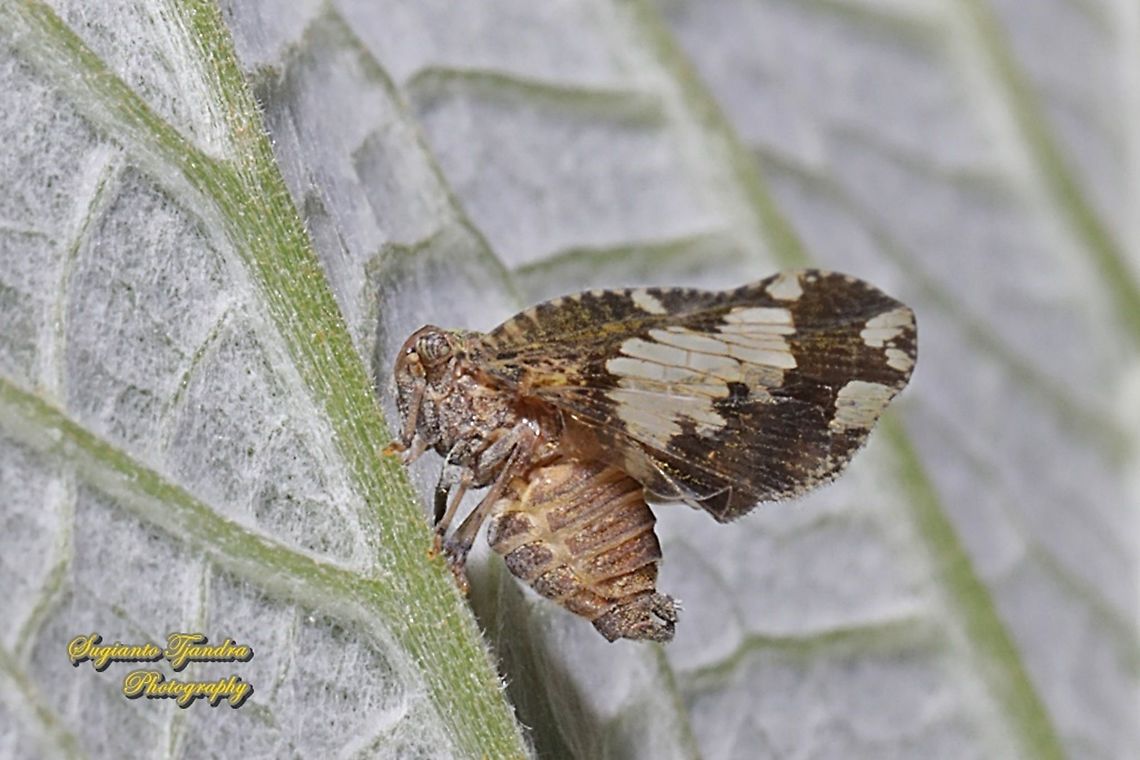 Ricaniid Planthopper, Ricania speculum, Ricaniidae  Geotagged,Indonesia,Ricania speculum,Ricaniid Planthopper,Summer