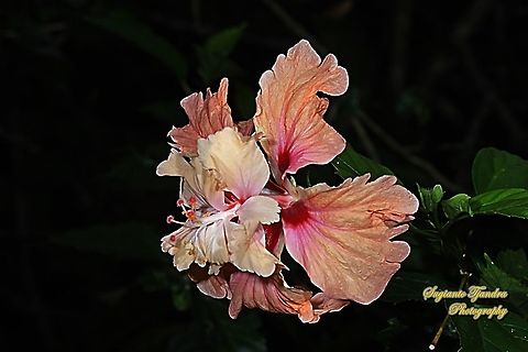 Hibiscus flower-orange/Kembang Sepatu, Hibiscus rosa-sinensis  Chinese hibiscus,Geotagged,Hibiscus rosa-sinensis,Indonesia,Summer