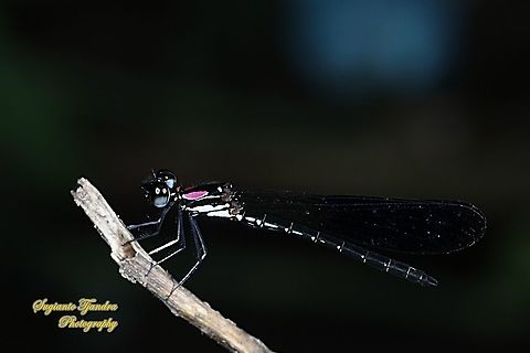 Jewel damselfly/Rhinocypha fenestrata, family Chlorocyphidae - male  Geotagged,Indonesia,Rhinocypha Fenestrata,Rhinocypha fenestrata,Summer