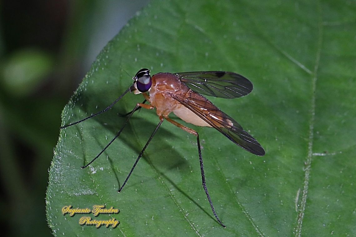 Snipe fly, Chrysopilus, Rhagionidae  Geotagged,Indonesia,Summer