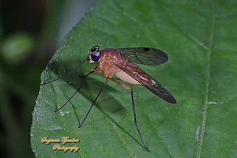Snipe fly, Chrysopilus, Rhagionidae  Geotagged,Indonesia,Summer