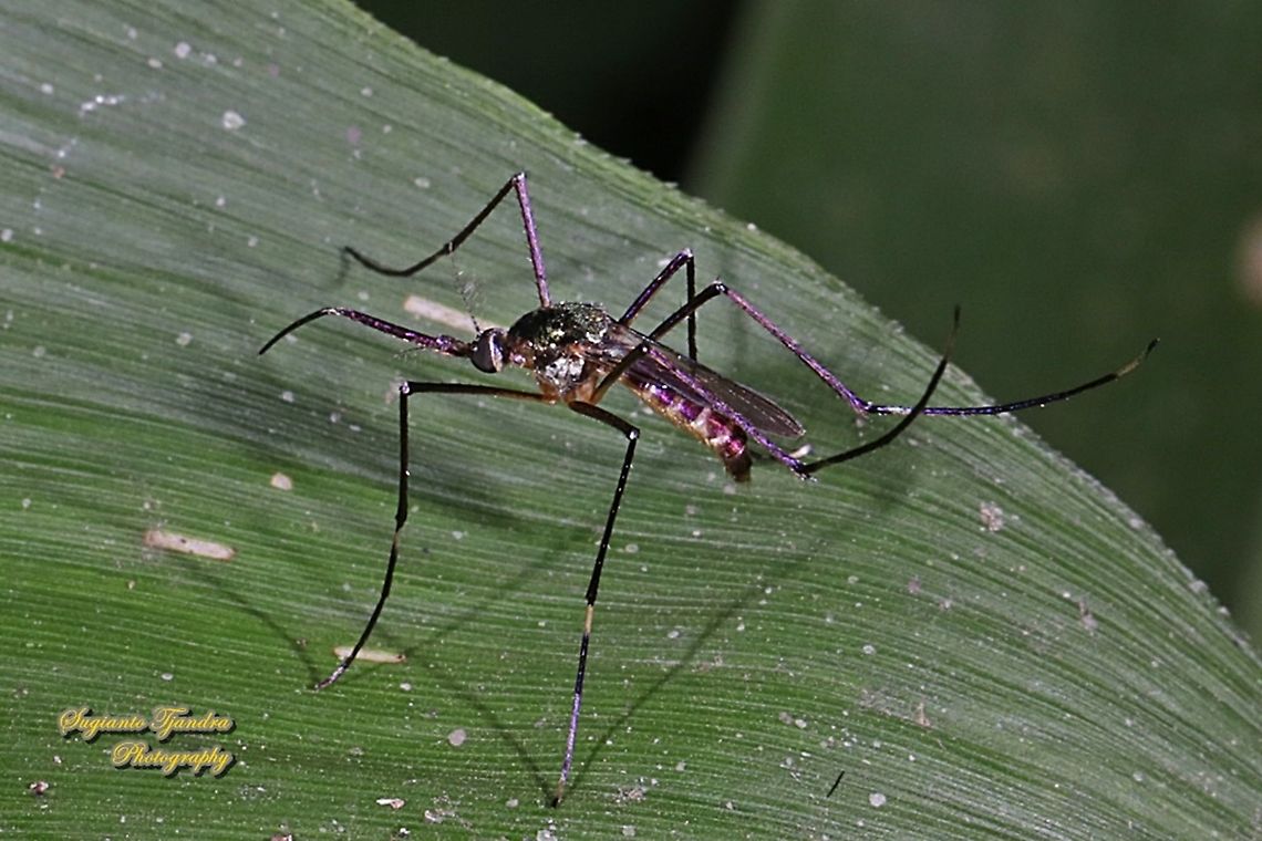 Elephant mosquito, Toxorhynchites Sp.  Geotagged,Indonesia,Summer