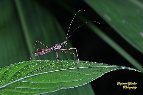 Assasin bug, Euagoras, family Reduviidae  Geotagged,Indonesia,Summer