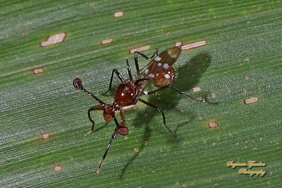 Stalk-eyed fly,Teleopsis dalmanni, Diopsidae  Geotagged,Indonesia,Summer,Teleopsis dalmanni