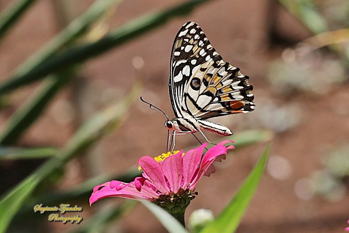 Common Lime butterfly (Papilio demoleus) sucking nectar on the Zinnia flower  Geotagged,Indonesia,Lime Swallowtail,Papilio demoleus,Summer