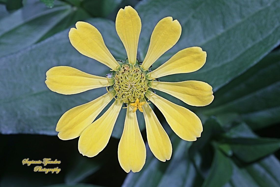 Zinnia flower - Yellow  Geotagged,Indonesia,Summer