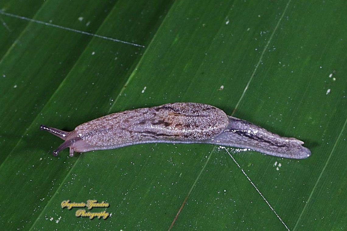 Land slug  Geotagged,Indonesia,Summer