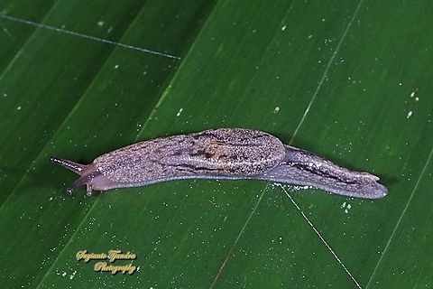 Land slug  Geotagged,Indonesia,Summer