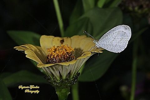The psyche butterfly, Leptosia nina chlorographa, family Lepidoptera "standing on the yellow Zinnia flower"  Geotagged,Indonesia,Leptosia nina,Psyche,Summer