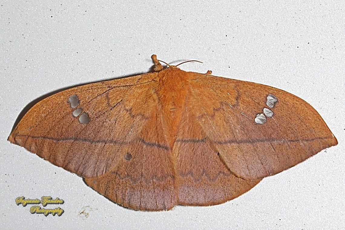 Cricula silkmoth, Cricula trifenestrata - Female  Cricula Silkmoth,Cricula trifenestrata,Geotagged,Indonesia,Summer