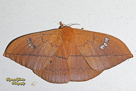 Cricula silkmoth, Cricula trifenestrata - Female  Cricula Silkmoth,Cricula trifenestrata,Geotagged,Indonesia,Summer