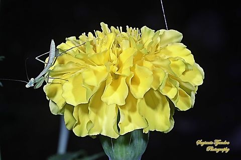 Praying mantis nymph, Giant Asian Mantis, Hierodula Sp "standing on the Yellow Mexican marigold, Tagetes erecta"  Geotagged,Indonesia,Summer