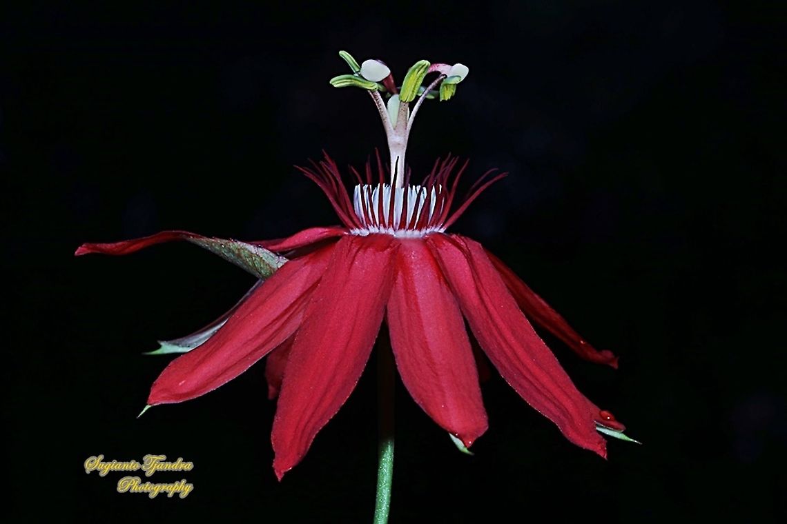 The Crimson Passion Flower, Passiflora Vitifolia (Passifloraceae)  Crimson passion flower,Geotagged,Indonesia,Passiflora vitifolia,Summer