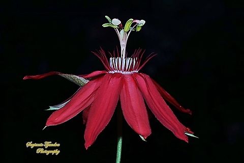 The Crimson Passion Flower, Passiflora Vitifolia (Passifloraceae)  Crimson passion flower,Geotagged,Indonesia,Passiflora vitifolia,Summer