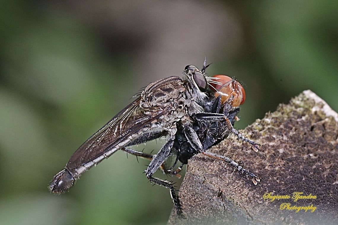 Black Robber fly, Asilidae w/ prey (Common green bottle fly, Lucilia sericata)  Fall,Geotagged,Indonesia