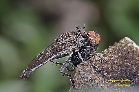 Black Robber fly, Asilidae w/ prey (Common green bottle fly, Lucilia sericata)  Fall,Geotagged,Indonesia