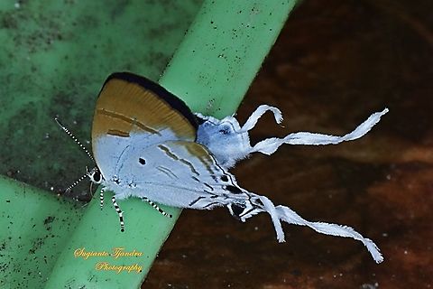 The Fluffy Tit butterfly, Zeltus amasa pompaedius  Fall,Fluffy tit,Geotagged,Indonesia,Zeltus amasa