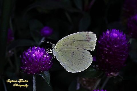 Three-spot grass yellow, Eurema blanda blanda - "sucking nectar on the Globe amaranth flower, Gomphrena Globosa, family Amaranthaceae"  Eurema blanda,Fall,Geotagged,Indonesia,Three-spot grass yellow
