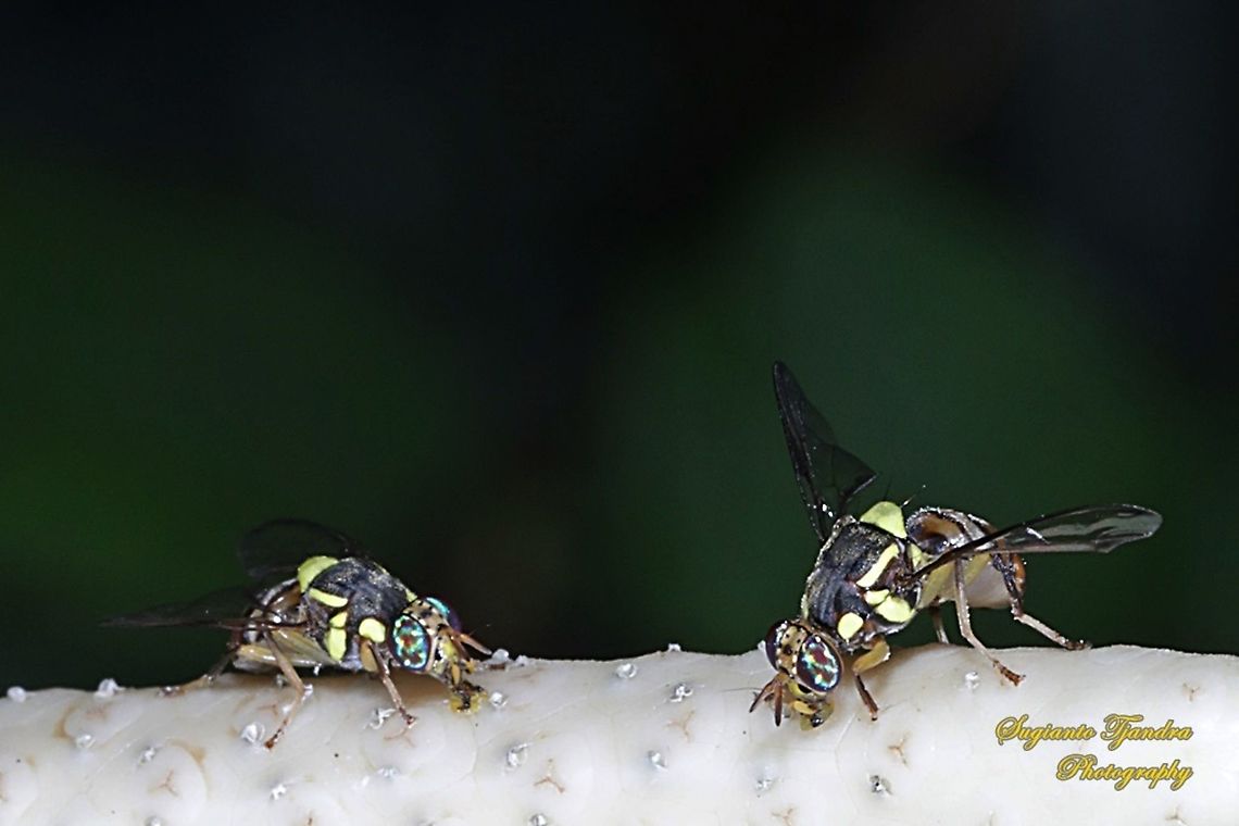 Oriental fruit fly, Bactrocera Dorsalis  Bactrocera dorsalis,Fall,Geotagged,Indonesia,Oriental Fruit Fly