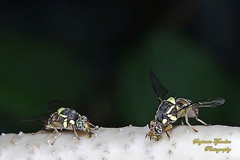 Oriental fruit fly, Bactrocera Dorsalis  Bactrocera dorsalis,Fall,Geotagged,Indonesia,Oriental Fruit Fly