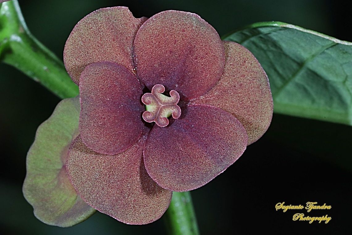 Kembang Katuk/Sweet leaf flower, Sauropus androgynus  Fall,Geotagged,Indonesia,Katuk,Sauropus androgynus