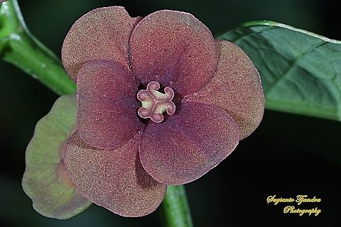 Kembang Katuk/Sweet leaf flower, Sauropus androgynus  Fall,Geotagged,Indonesia,Katuk,Sauropus androgynus