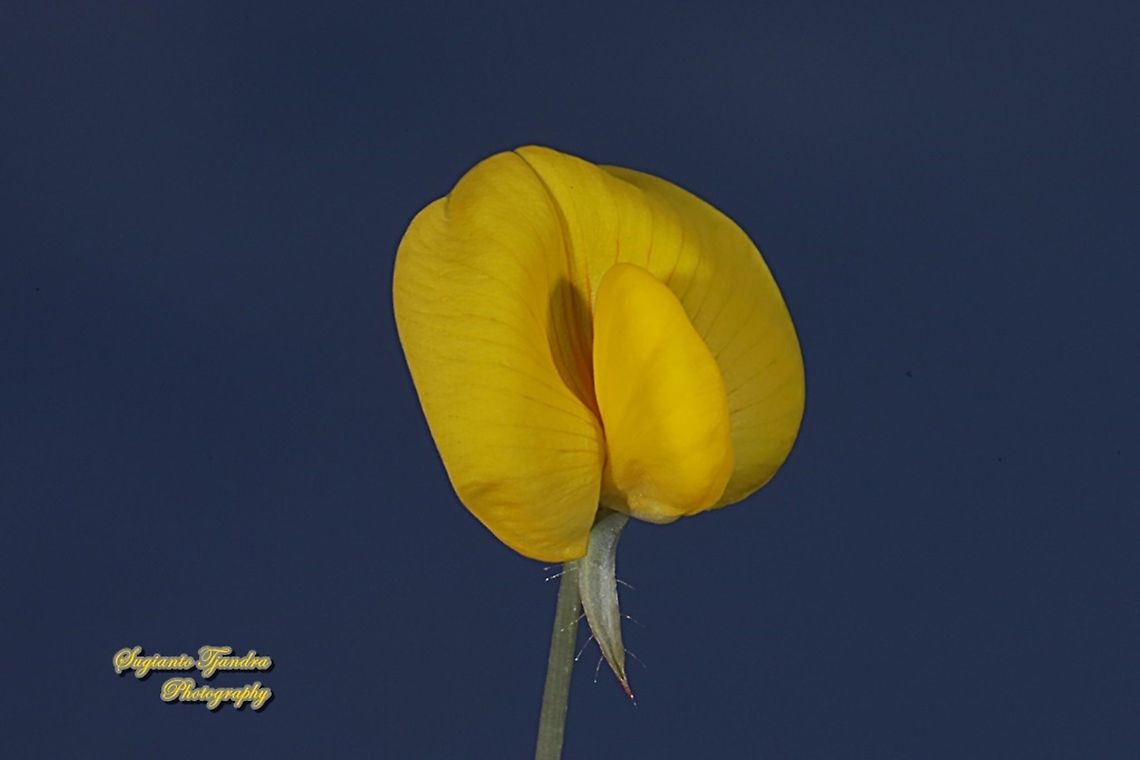 Arachis pintoi flower  Arachis pintoi,Fall,Geotagged,Indonesia,Pinto Peanut