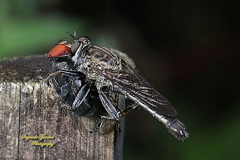 Black Robber fly, Asilidae w/ prey (Common green bottle fly, Lucilia sericata)  Fall,Geotagged,Indonesia