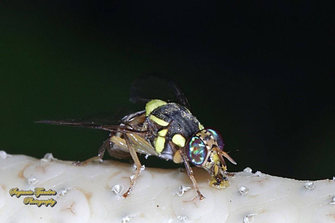 Oriental fruit fly, Bactrocera Dorsalis  Bactrocera dorsalis,Fall,Geotagged,Indonesia,Oriental Fruit Fly