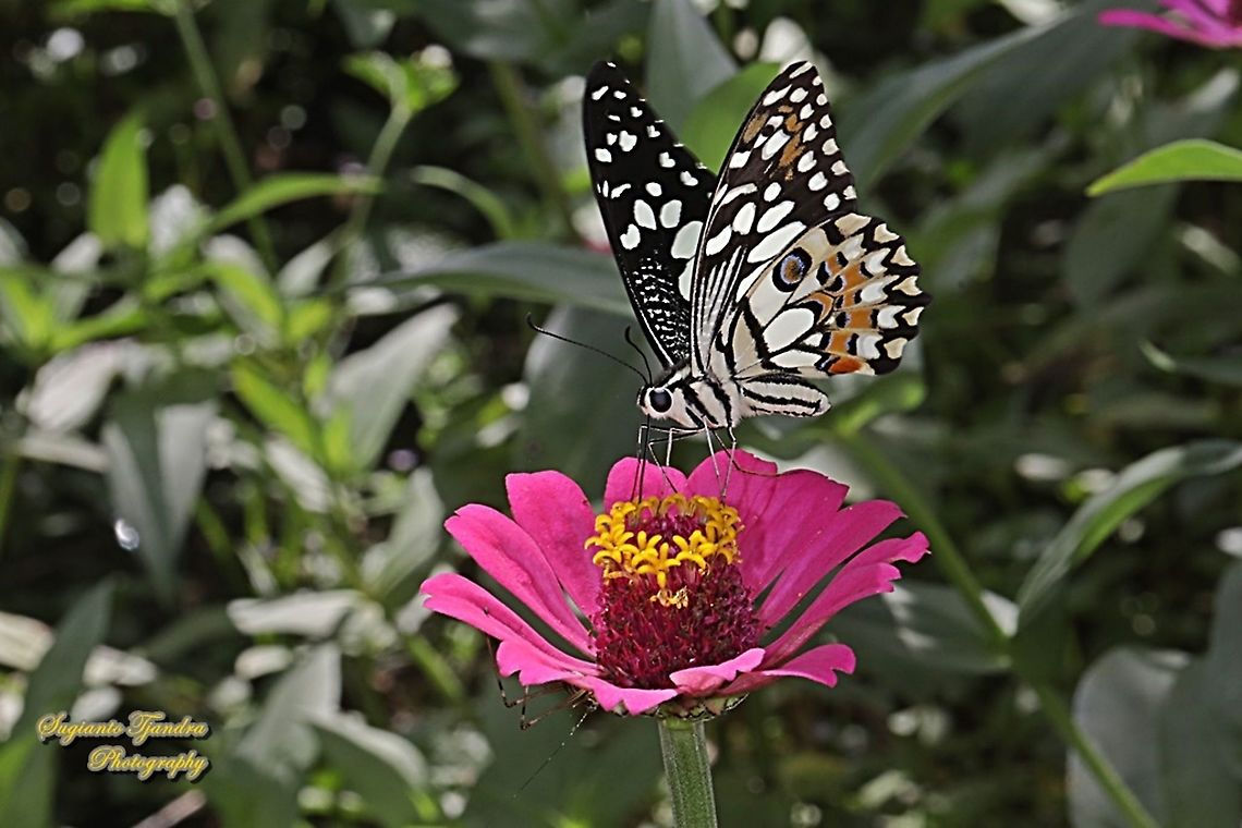 Common Lime butterfly (Papilio demoleus) sucking nectar on the Zinnia flower  Fall,Geotagged,Indonesia,Lime Swallowtail,Papilio demoleus